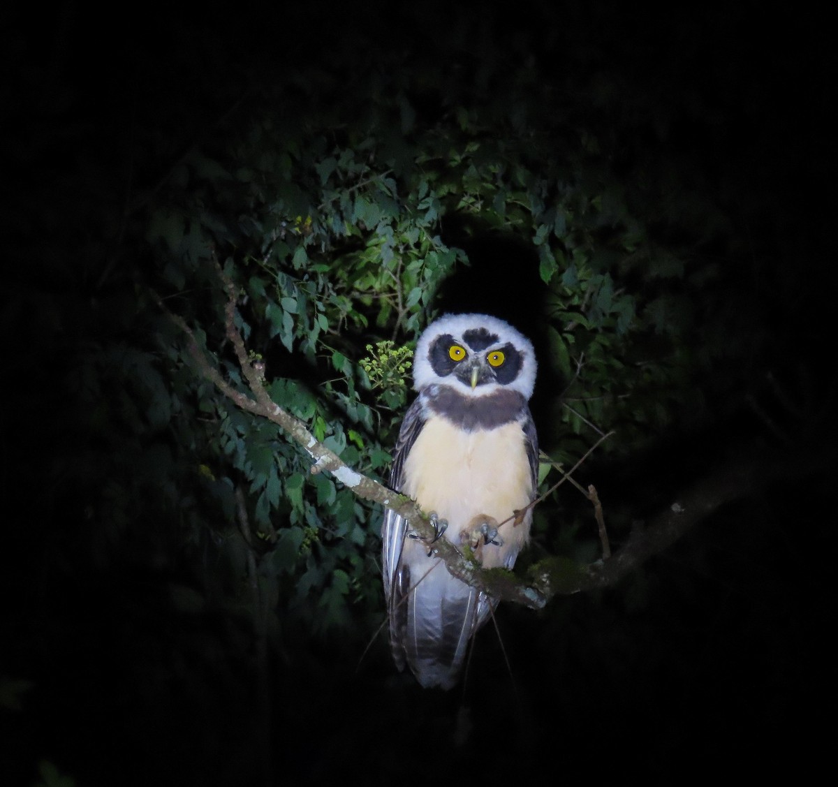 Spectacled Owl - Fernando Pocho Cabral / Birding Iguazu