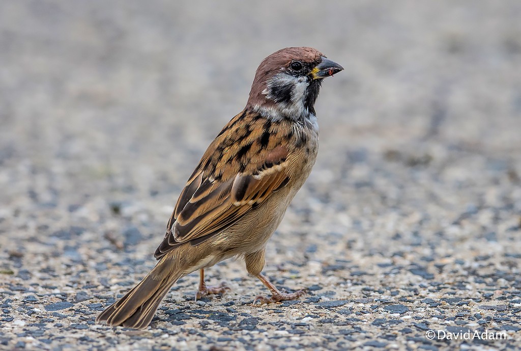 Eurasian Tree Sparrow - David Adam