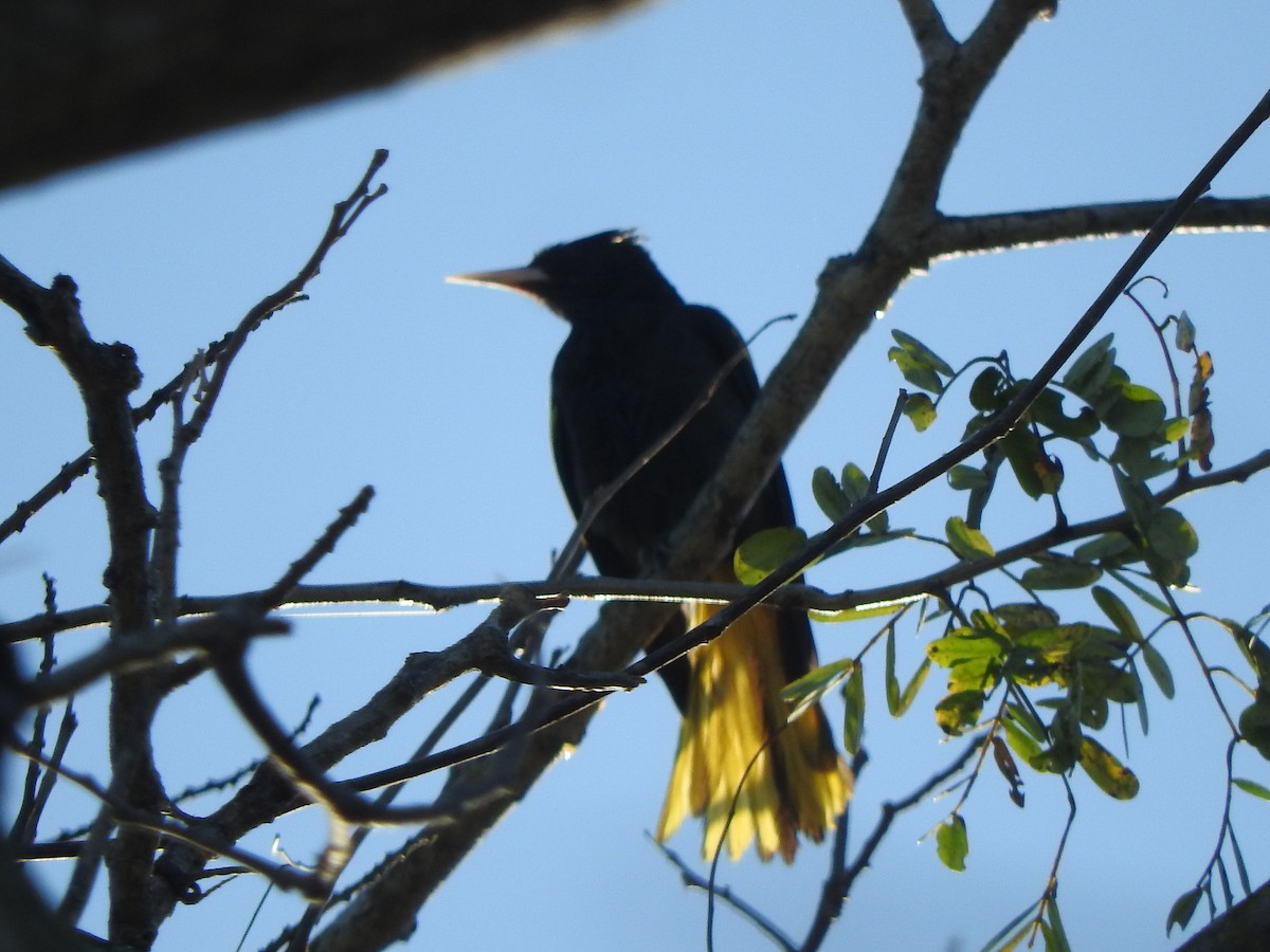 Yellow-winged Cacique - ML533748321