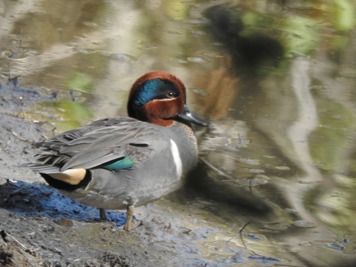 Green-winged Teal - ML533749041