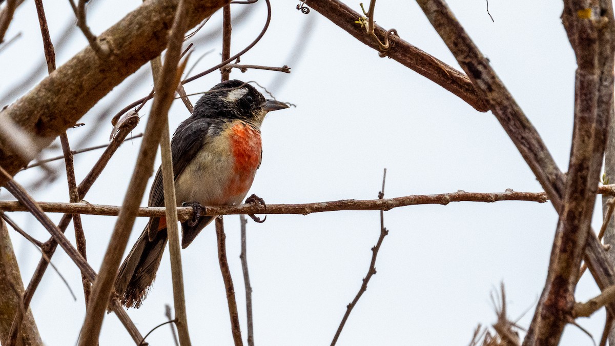 Red-breasted Chat - ML533752681