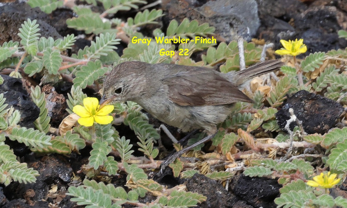 Gray Warbler-Finch - Sherry Hagen