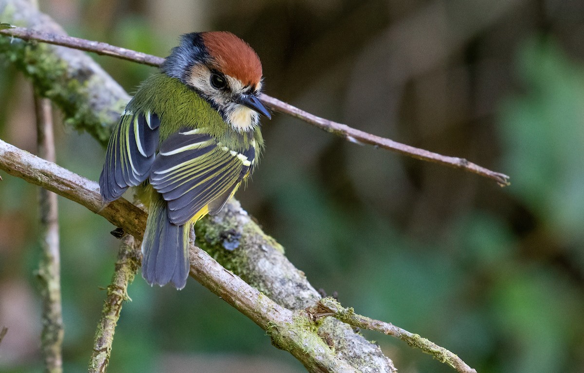 Rufous-crowned Tody-Flycatcher - George Armistead | Hillstar Nature