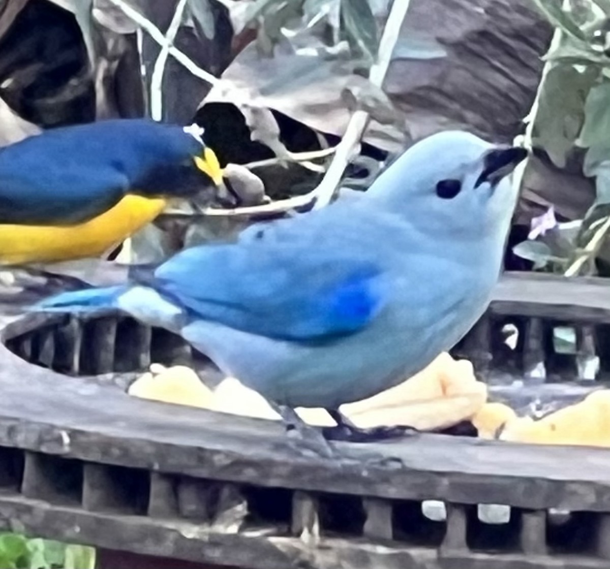 Blue-gray Tanager - ML533756561