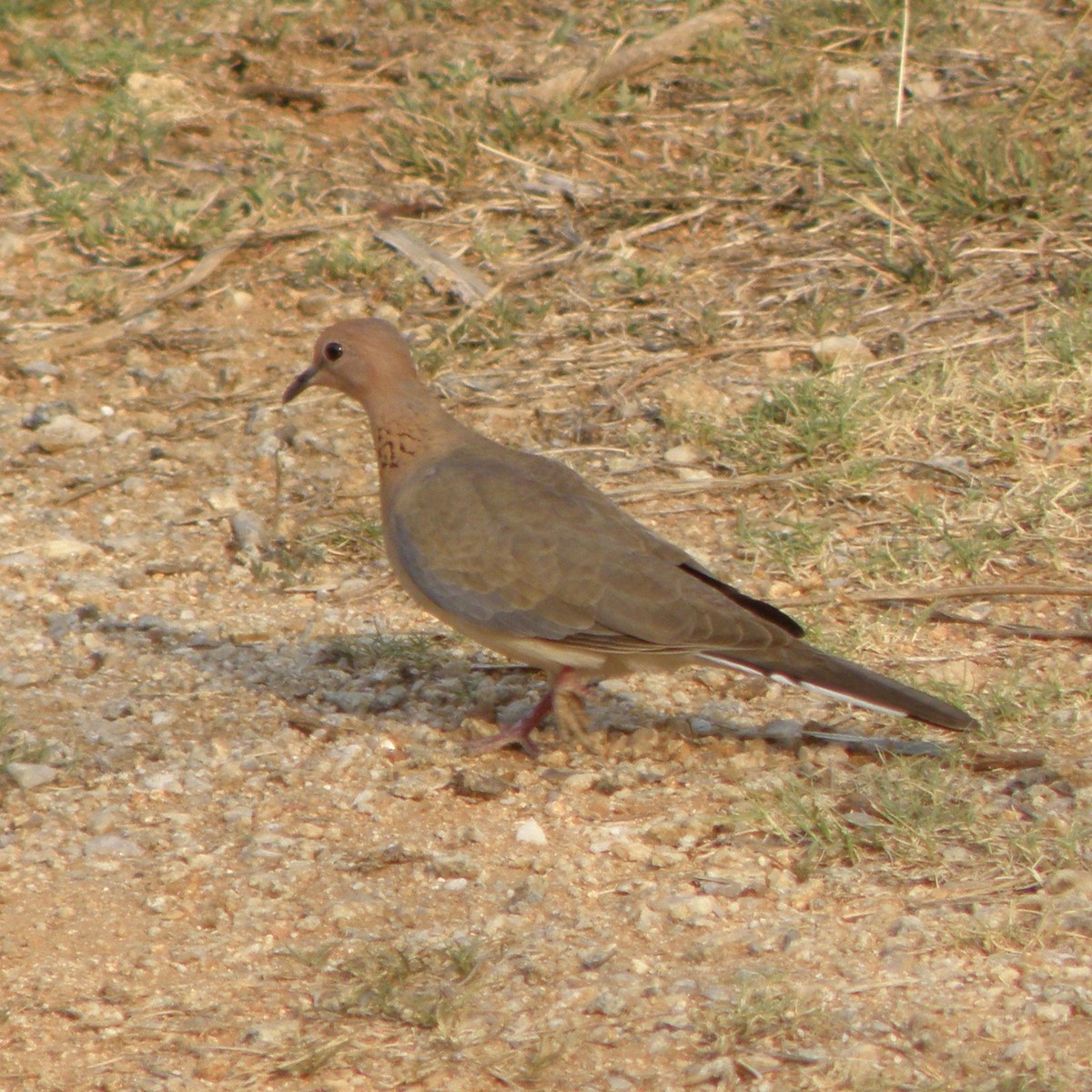 Laughing Dove - ML53375741