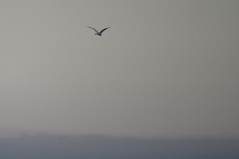 Great Egret - Staffan Rodebrand