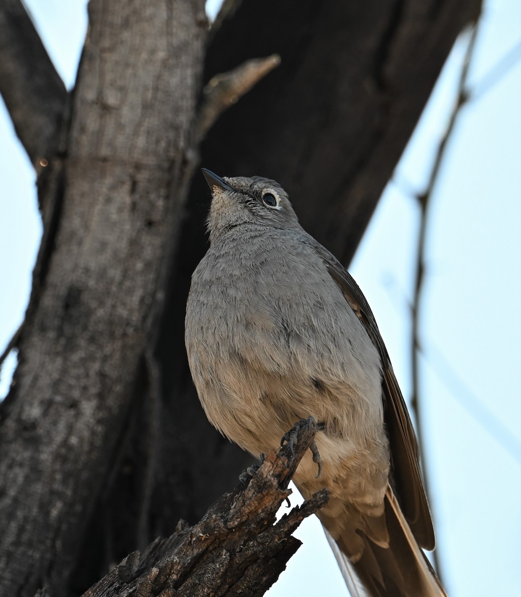 Townsend's Solitaire - Ronnie Reed
