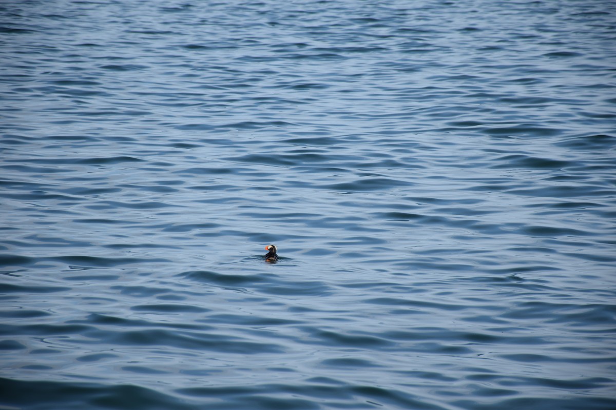 Tufted Puffin - ML533766101