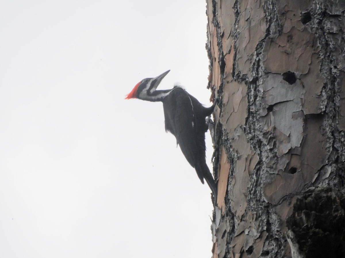 Pileated Woodpecker - ML533769281