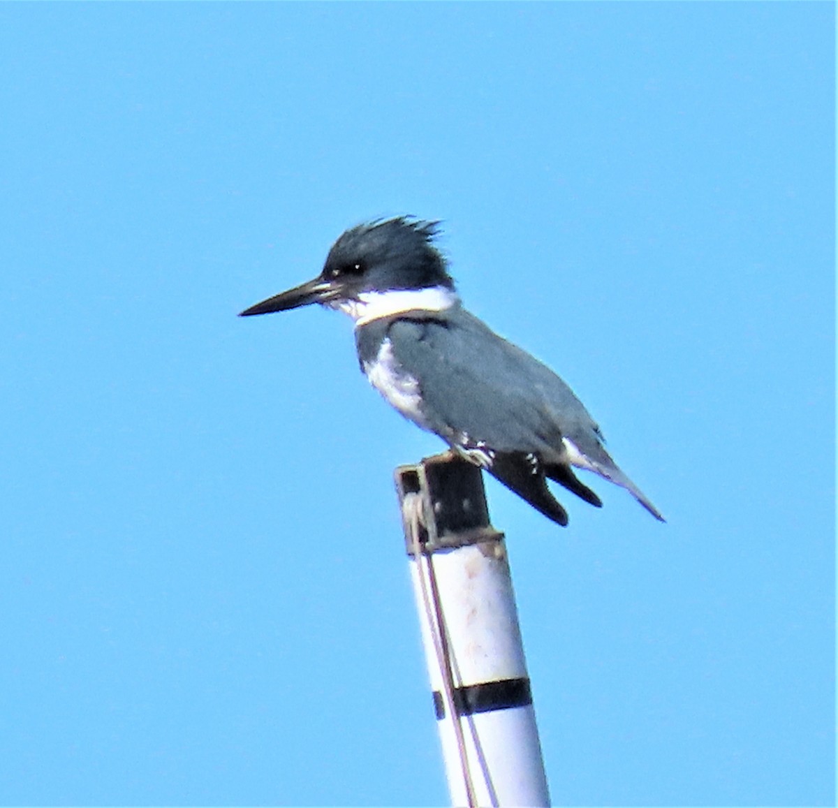 Belted Kingfisher - ML533772261
