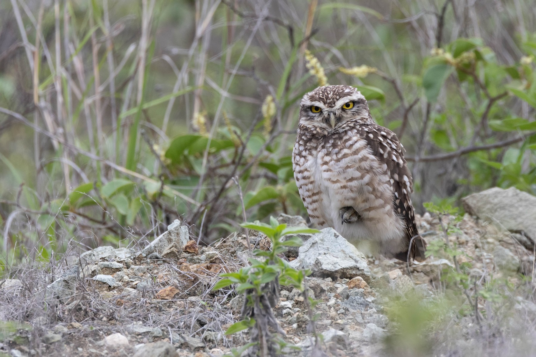 Burrowing Owl (Andean) - R M