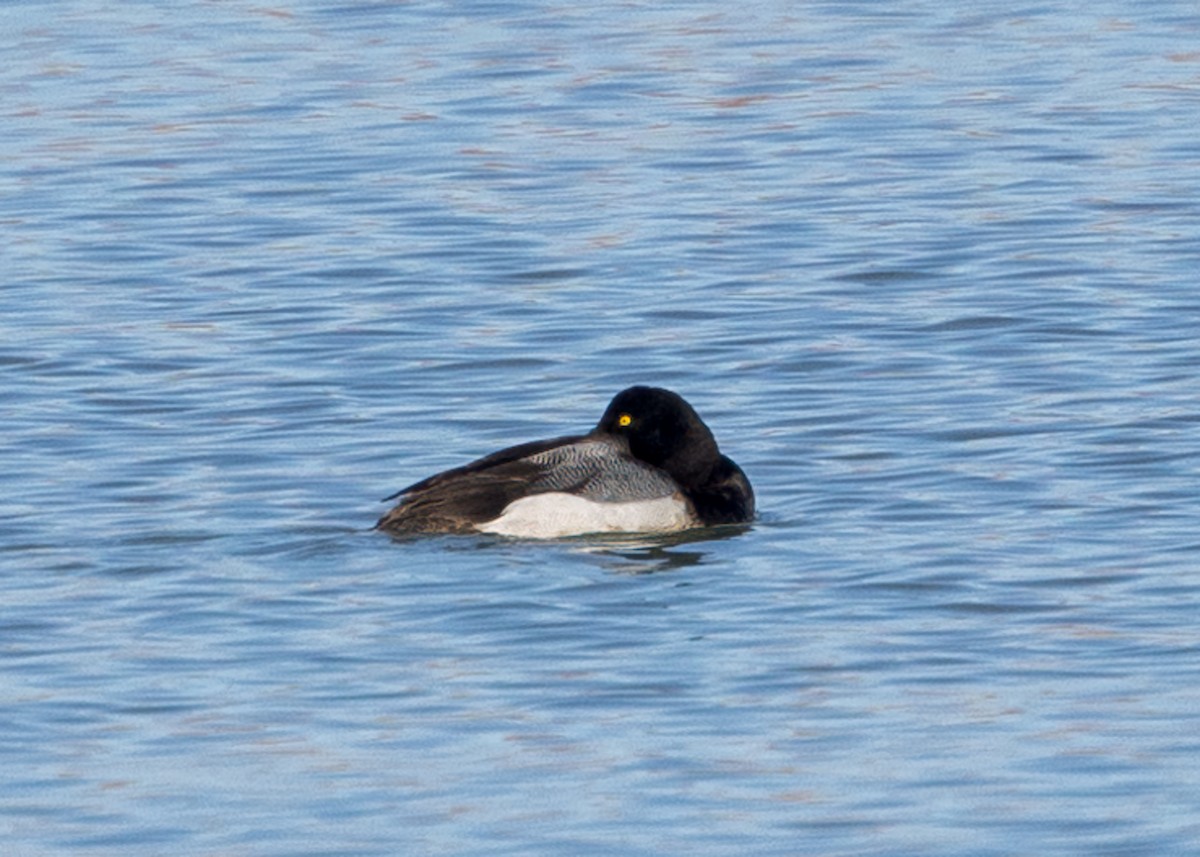 Greater Scaup - ML533779401