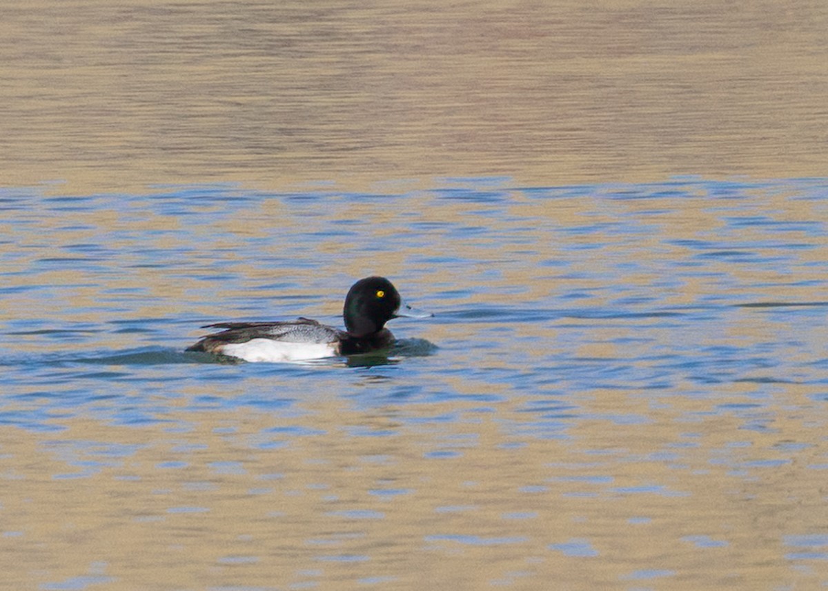 Greater Scaup - ML533779601