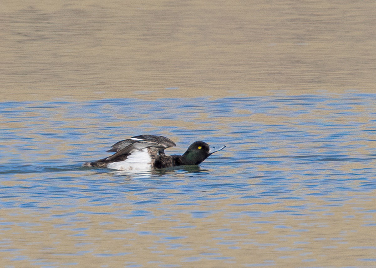 Greater Scaup - ML533779611