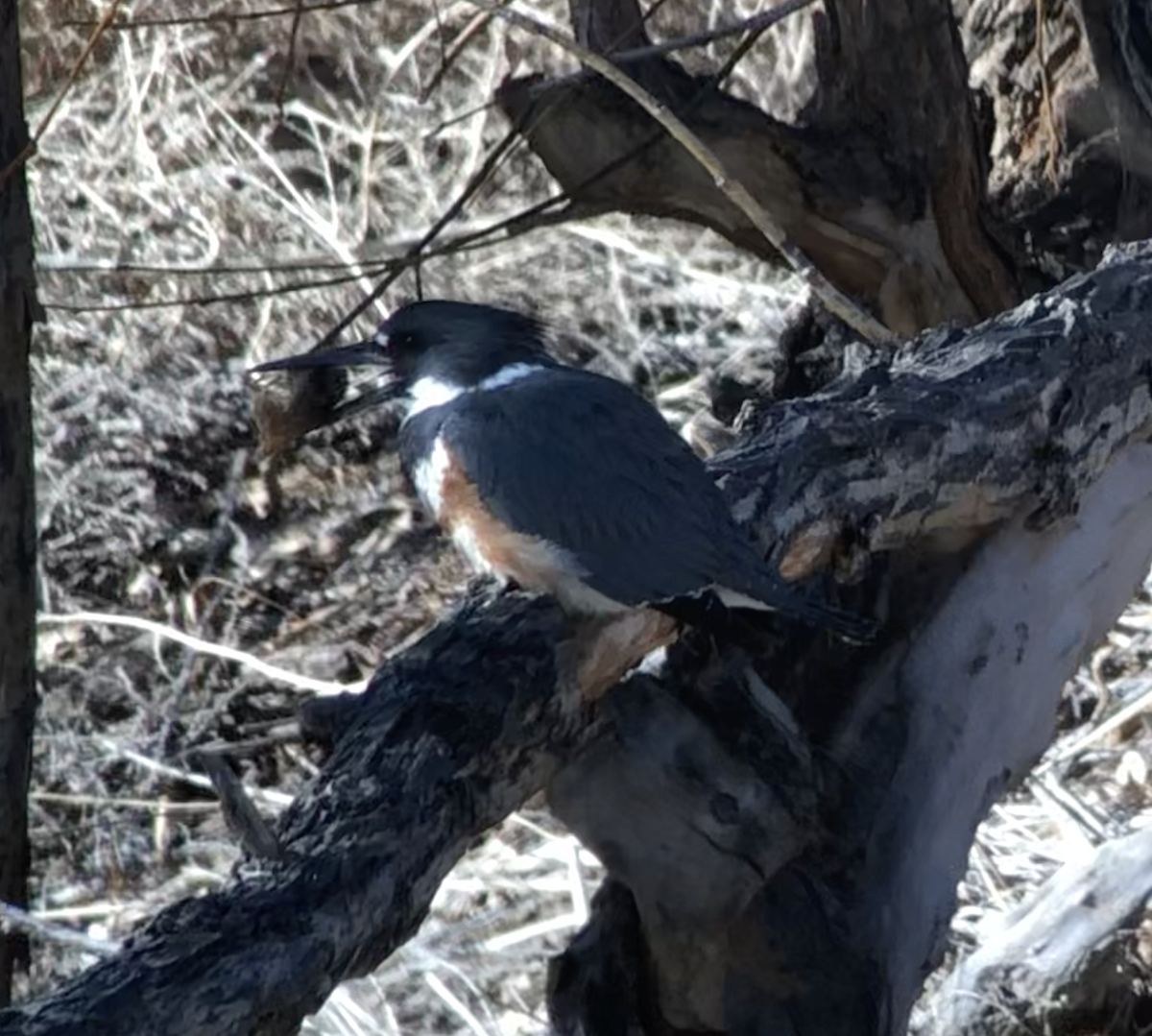 Belted Kingfisher - ML533779841