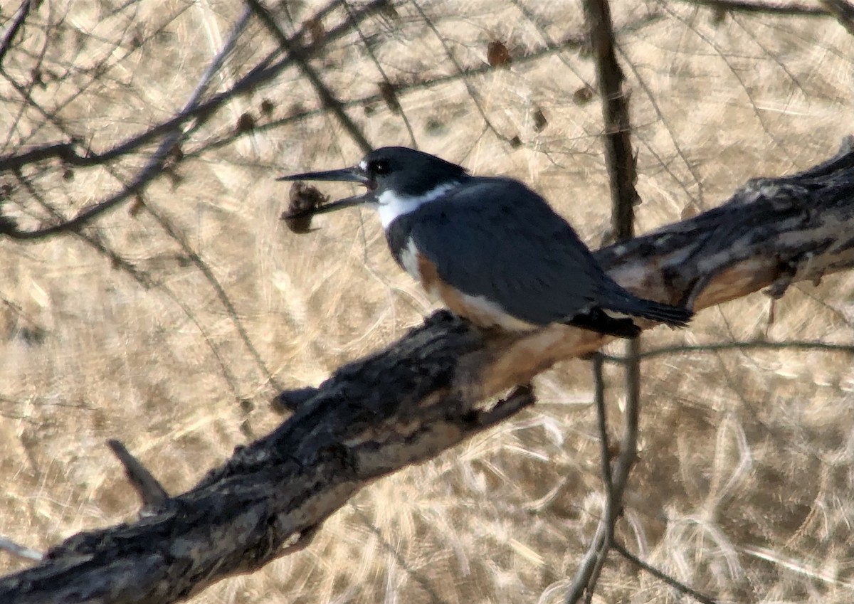 Belted Kingfisher - ML533779911