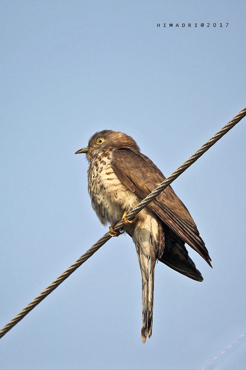Common Hawk-Cuckoo - Himadri Banerjee