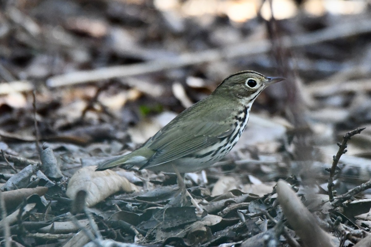 A Rugged Little Bird - New Hampshire eBird
