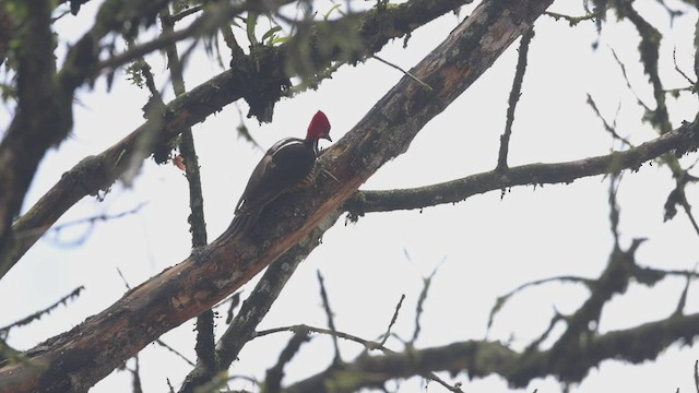 Guayaquil Woodpecker - ML533783801