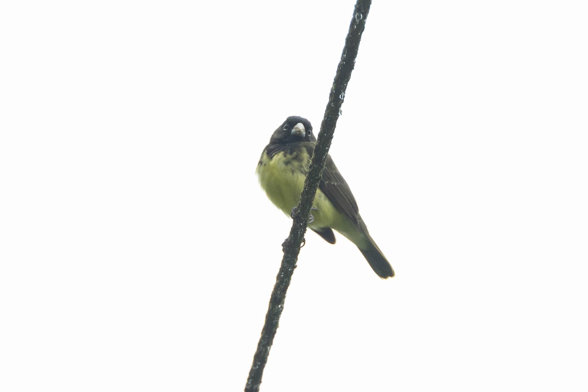 Yellow-bellied Seedeater - ML533785381