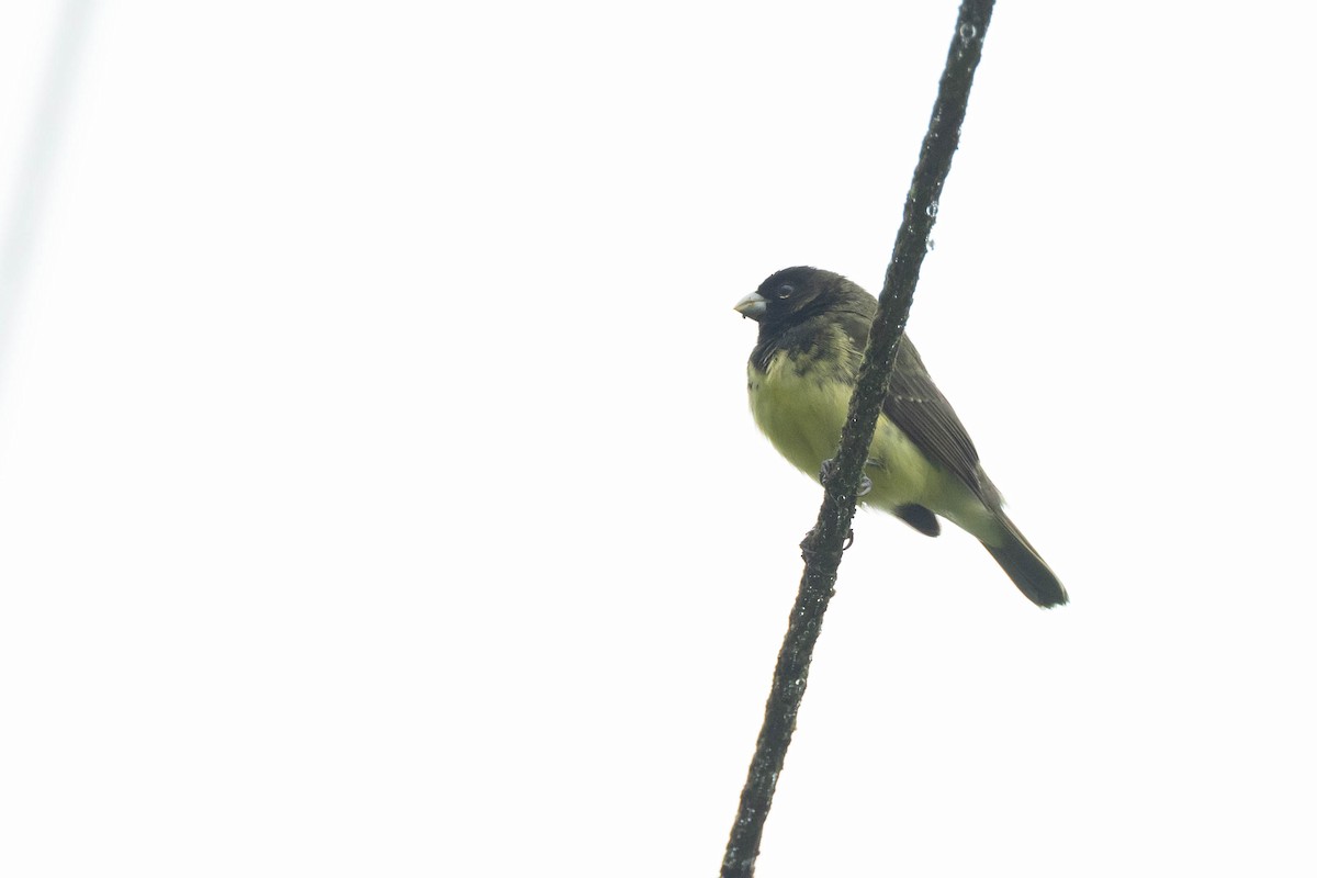 Yellow-bellied Seedeater - ML533785391