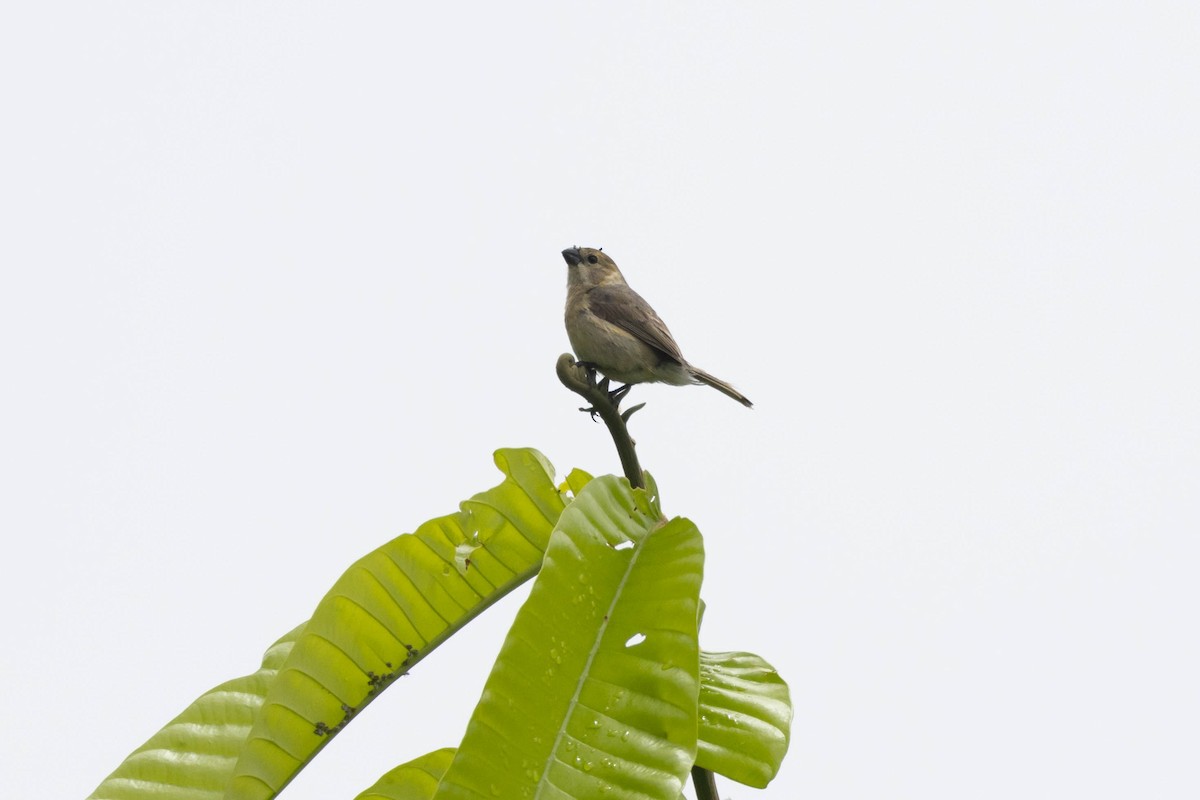 Variable Seedeater - ML533785411
