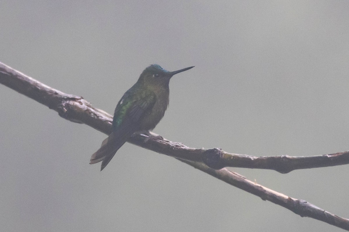 Violet-tailed Sylph - ML533787271