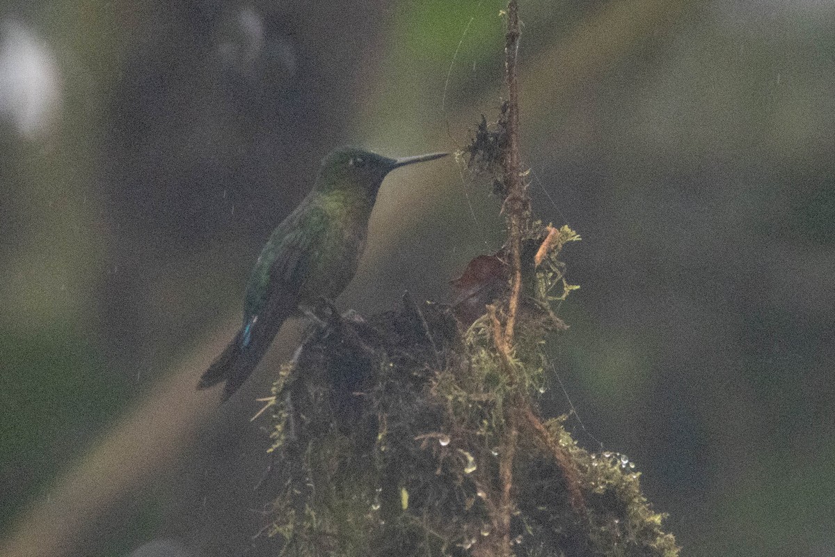 Violet-tailed Sylph - ML533787281