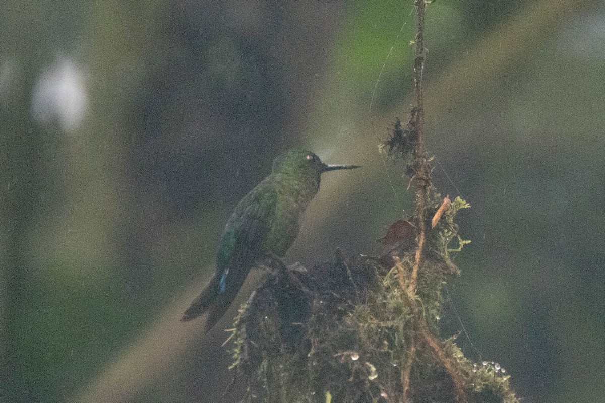 Violet-tailed Sylph - ML533787291
