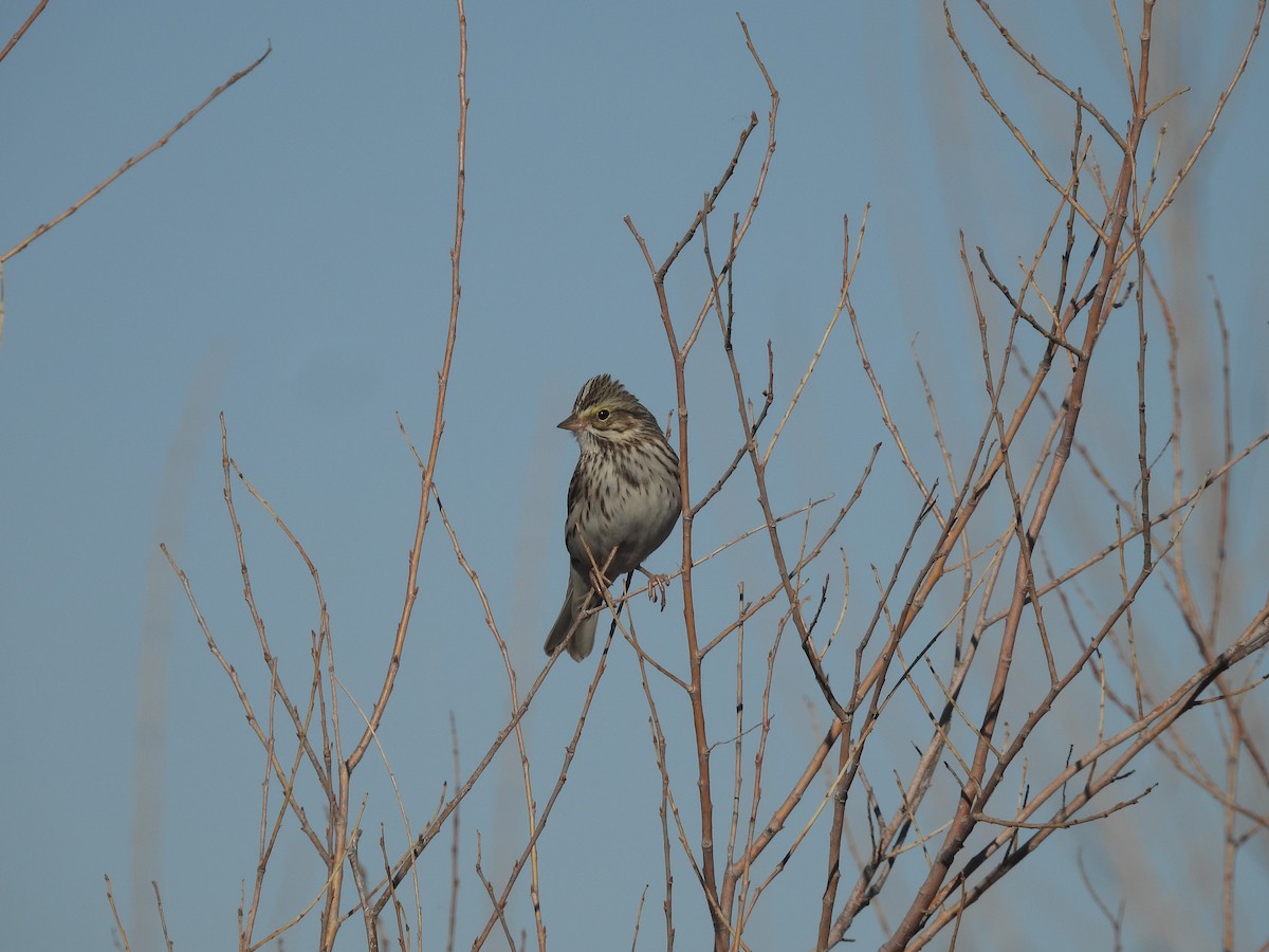 Savannah Sparrow - ML533788901