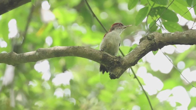 Scarlet-backed Woodpecker - ML533792381
