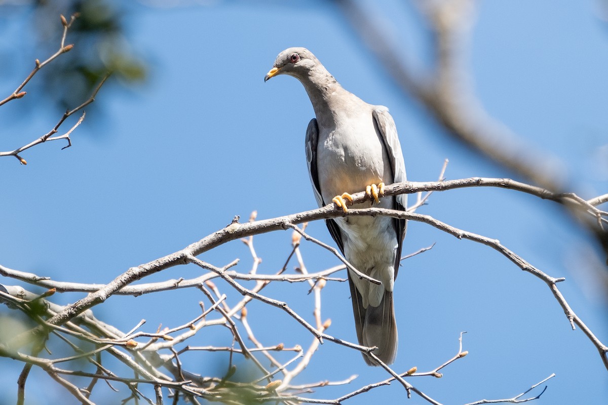 Band-tailed Pigeon - Isabelle Reddy