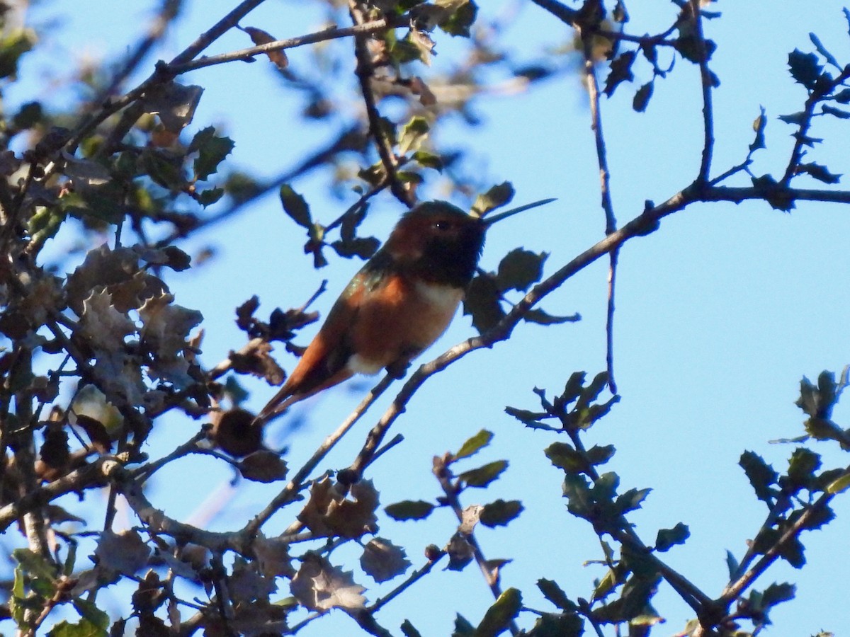 Allen's Hummingbird - ML533797901