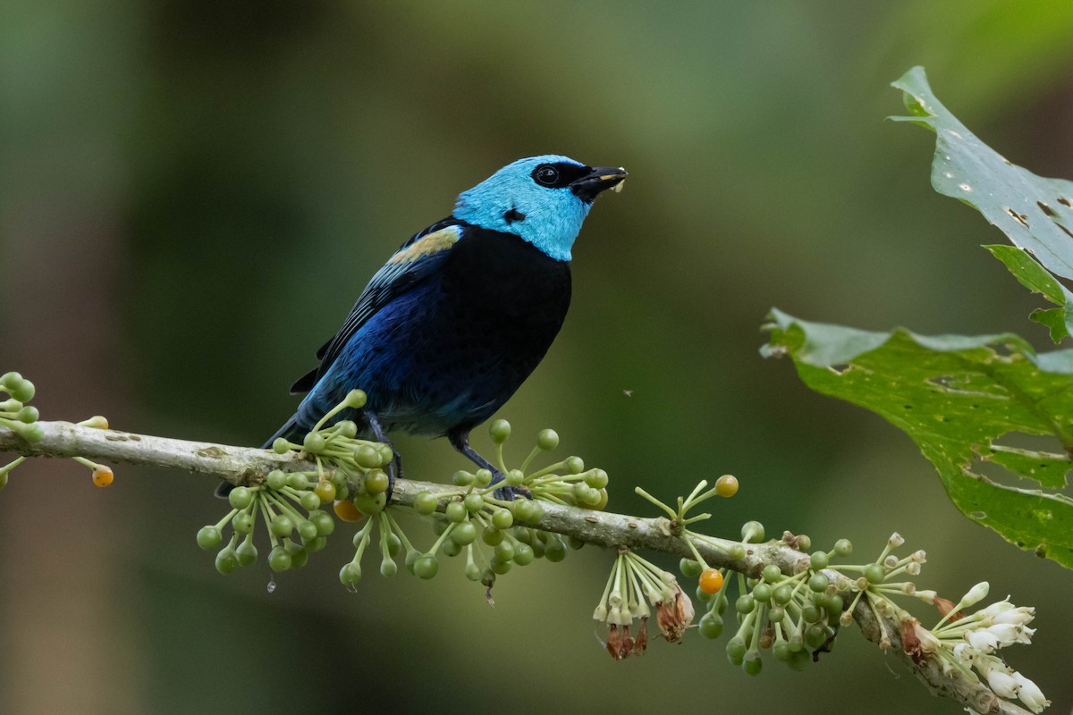 Blue-necked Tanager - R M