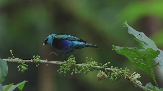 Blue-necked Tanager - ML533798241