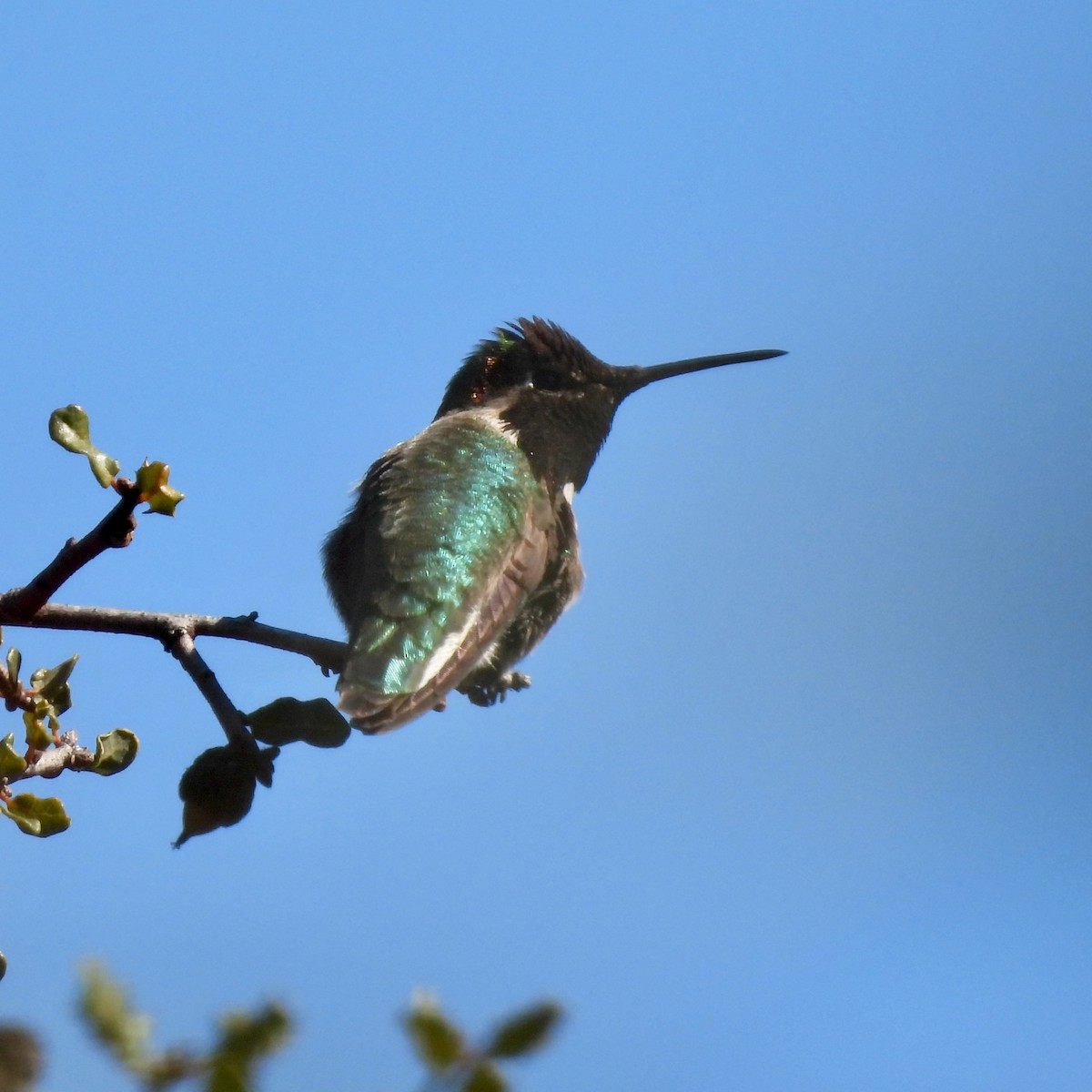 Anna's Hummingbird - ML533798431