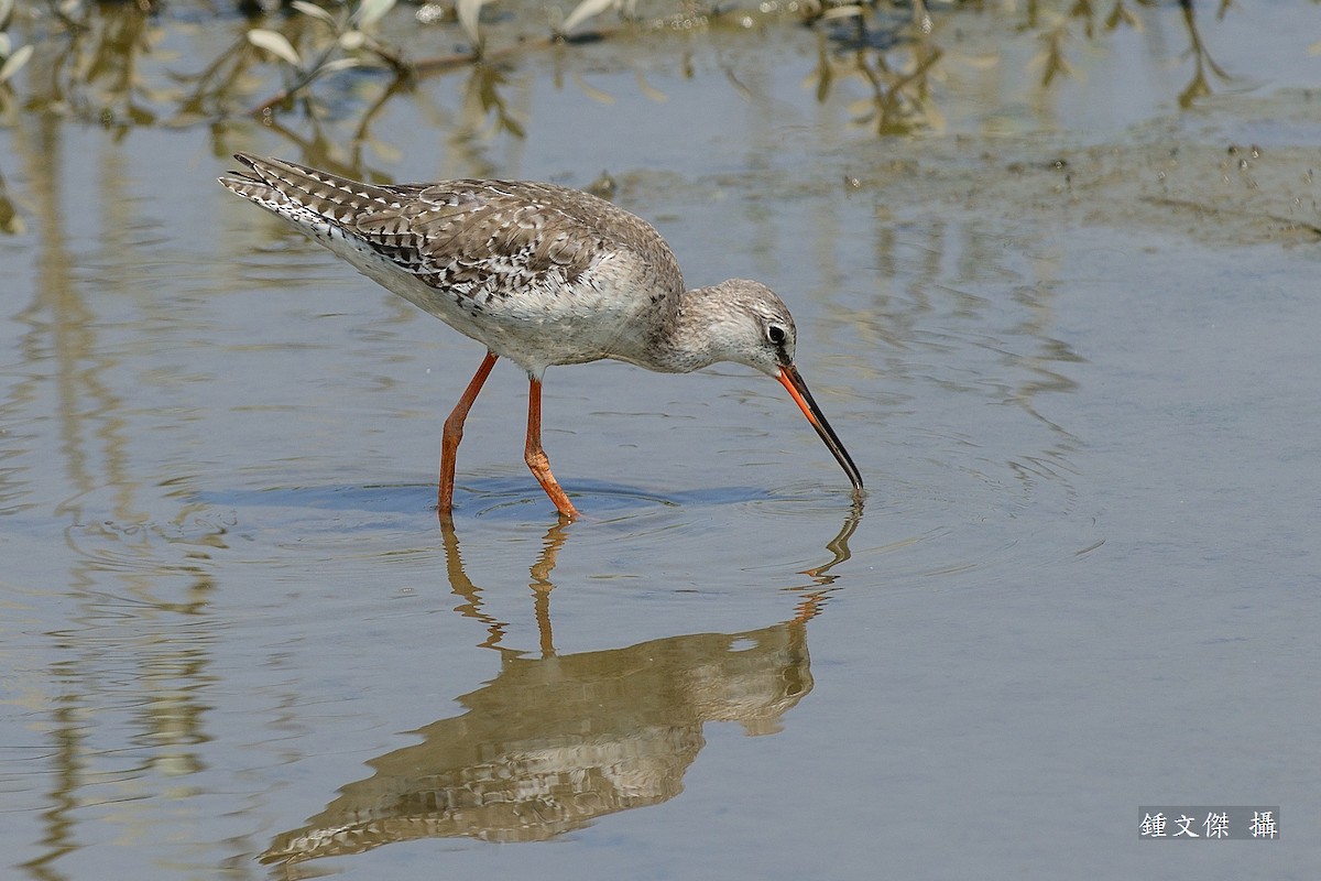 Spotted Redshank - ML53379991