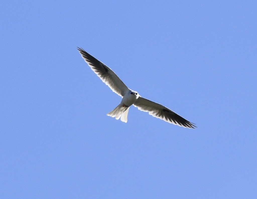 White-tailed Kite - ML533800041