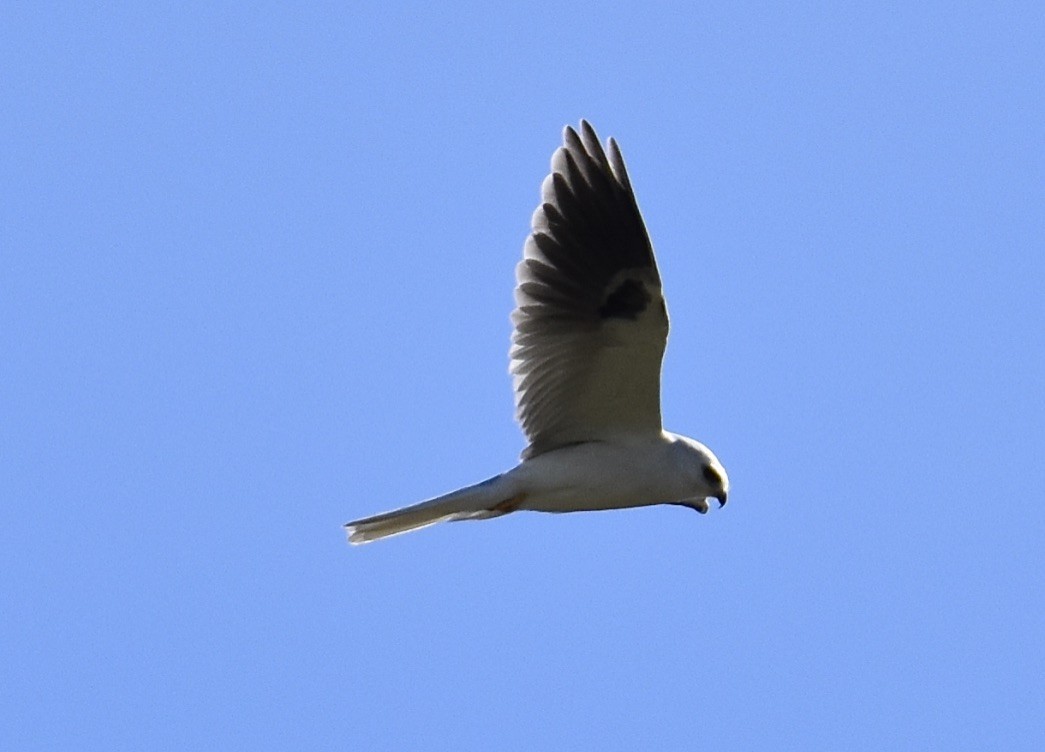 White-tailed Kite - ML533800051
