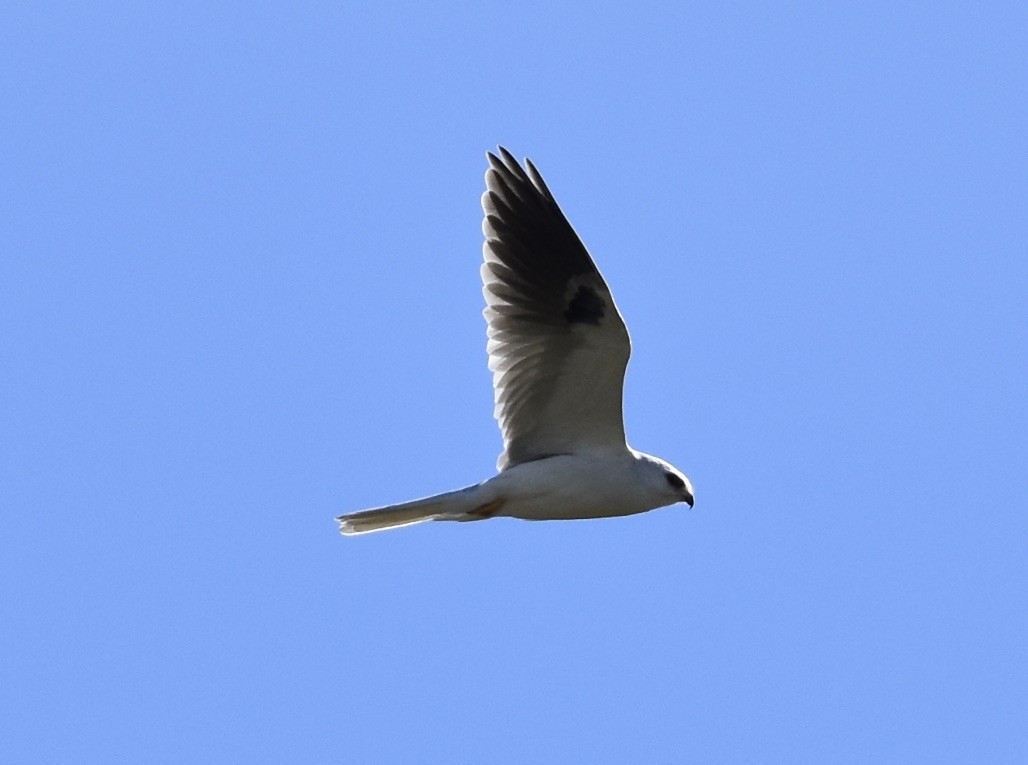 White-tailed Kite - Patricia Langen