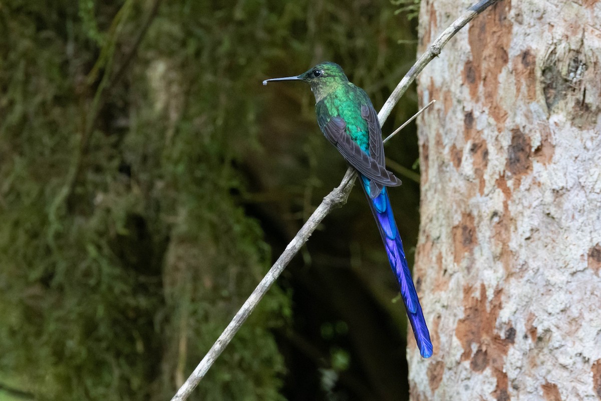 Violet-tailed Sylph - ML533801621
