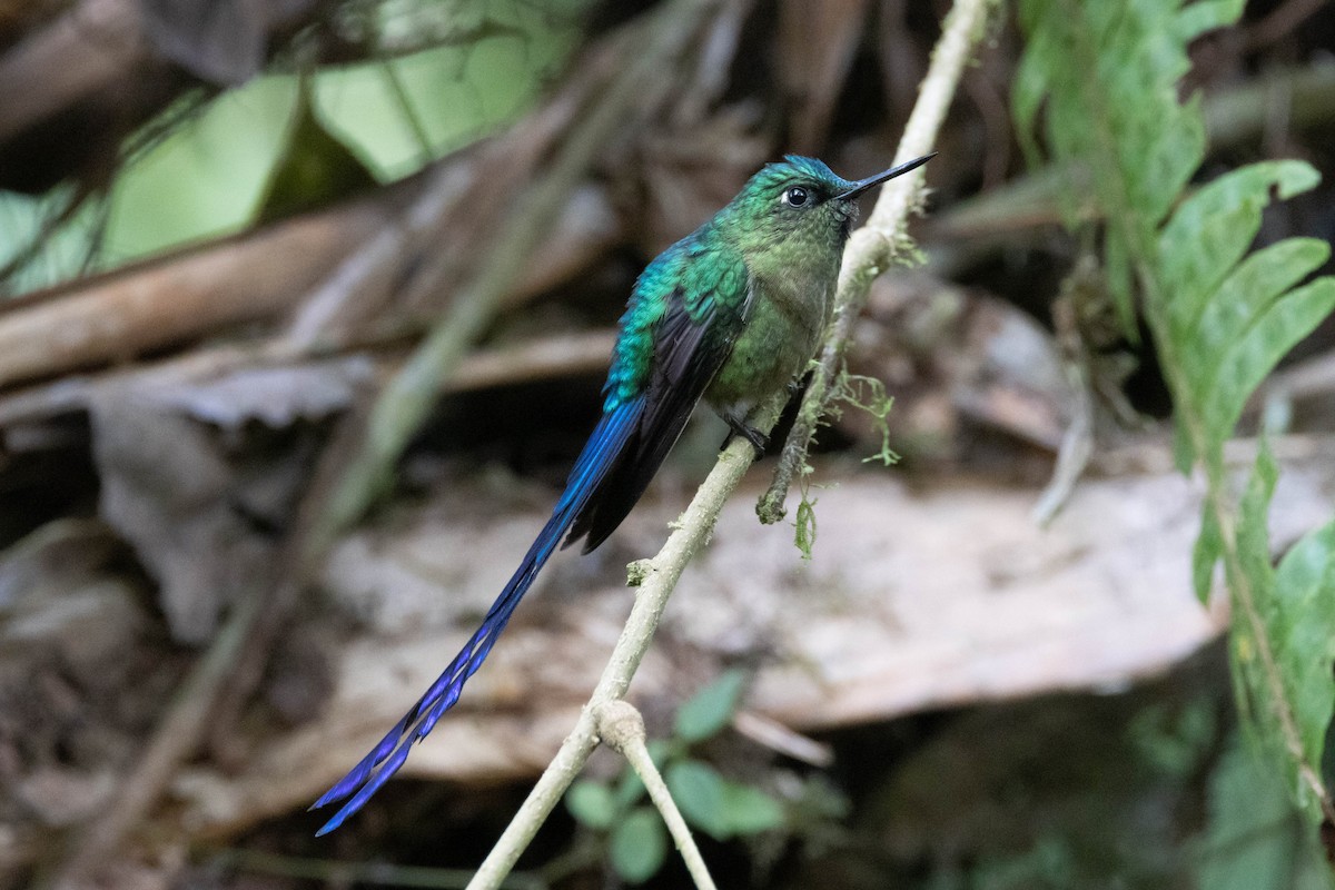 Violet-tailed Sylph - ML533801831