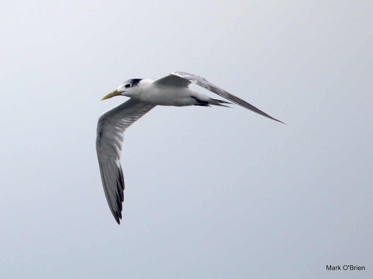 Great Crested Tern - ML53380951