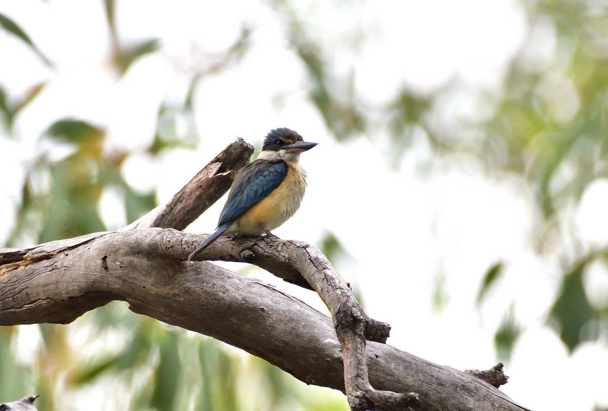 Sacred Kingfisher (Australasian) - ML533815521
