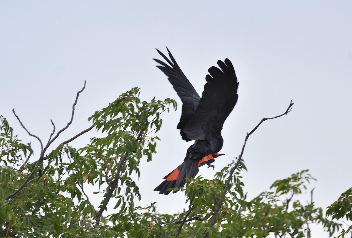 Red-tailed Black-Cockatoo - ML533815581
