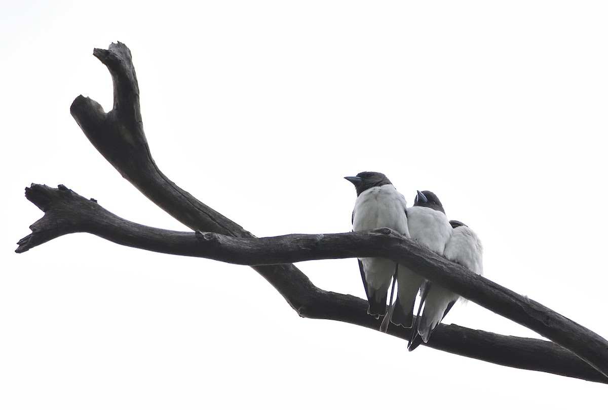 White-breasted Woodswallow - ML533815721