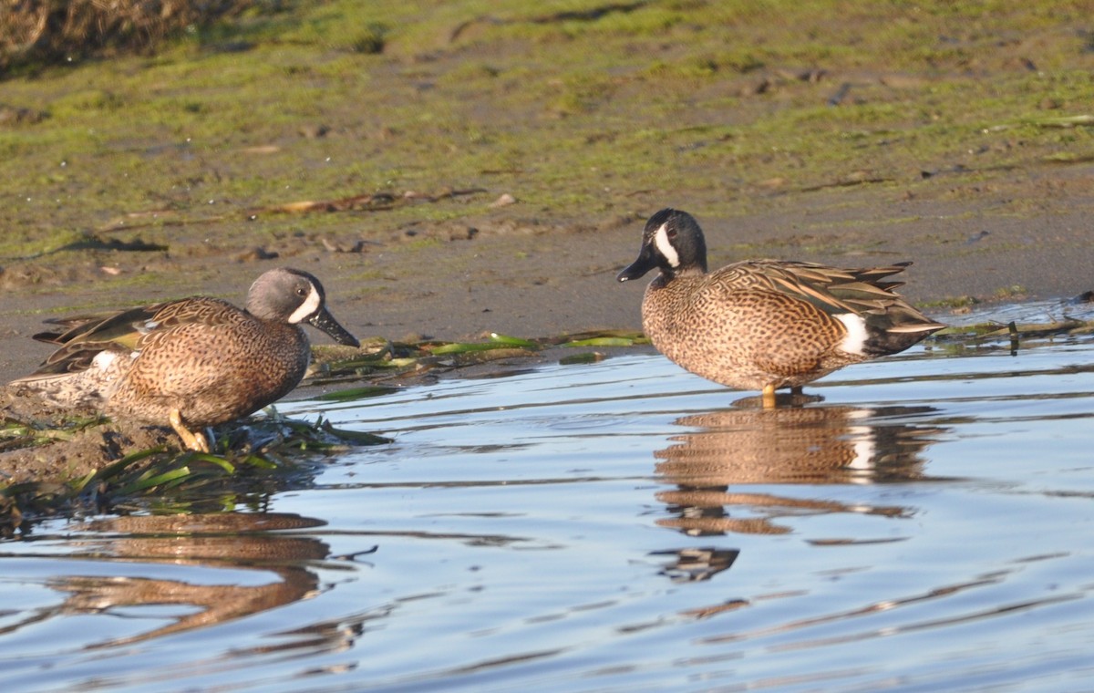Blue-winged Teal - ML533817441