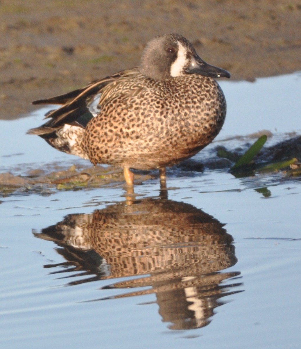 Blue-winged Teal - ML533817491