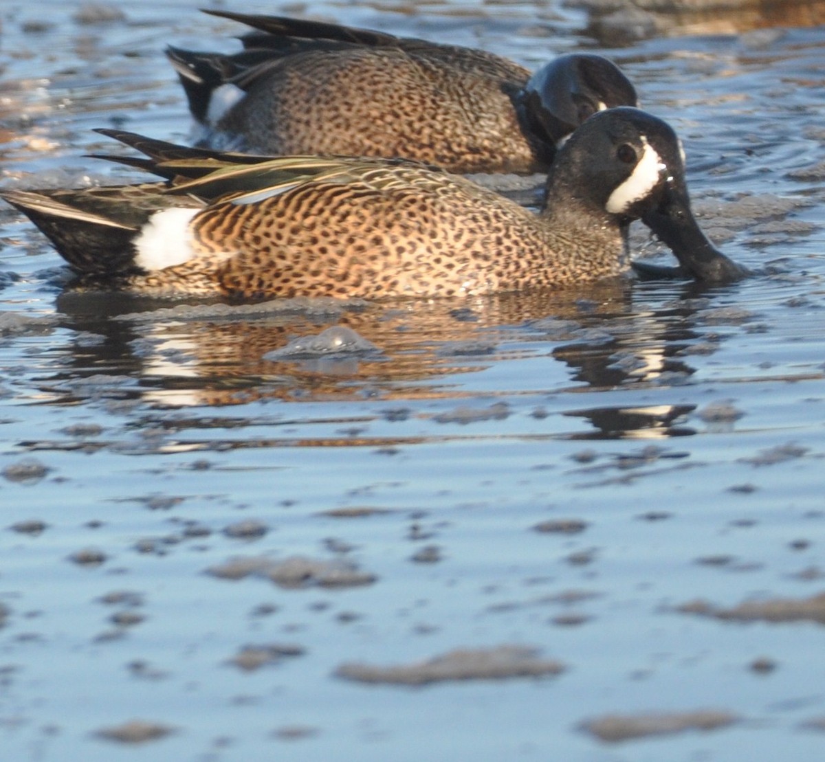 Blue-winged Teal - ML533817561