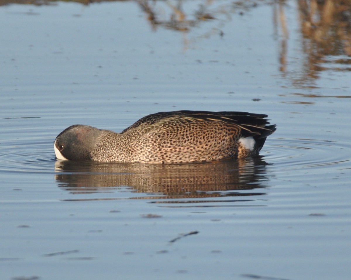 Blue-winged Teal - ML533817581